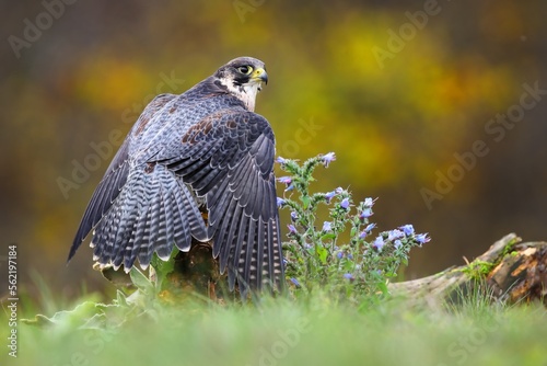 Obraz na płótnie Peregrine falcon, falco peregrinus, sitting on meadow in summer from back. Grey bird looking over the shoulder on field. Feathered predator observing on wildflowers. w salonie