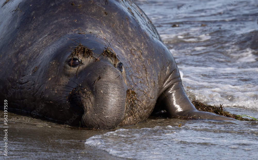 Fototapeta premium Elephant Seal Portrait