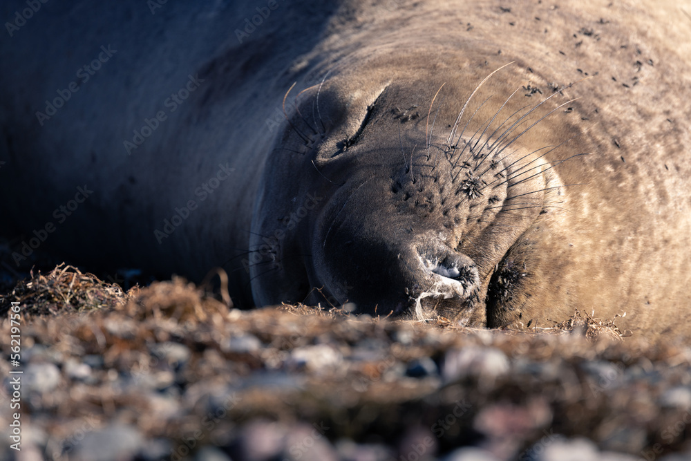 Fototapeta premium Sleeping Elephant Seal