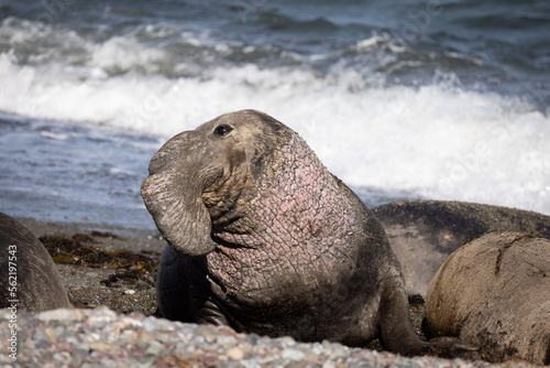 Bashful Elephant Seal