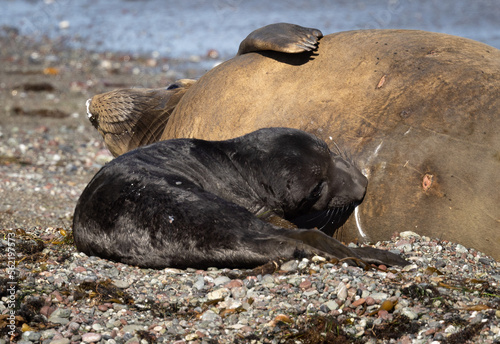 Elephant Seal Pup Nursing