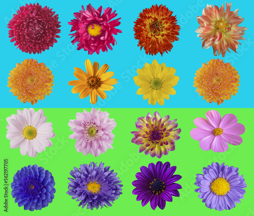 Beautiful collage of flowers on a bright background