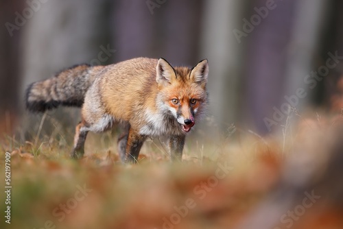 Red fox, vulpes vulpes, approaching on dry grassland in autumn nature. Orange predator with tongue out coming closer on meadow. Furry mammal licking on field.