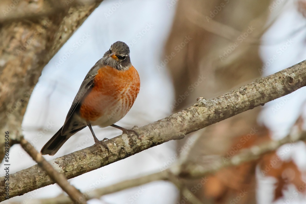 American robin perched on limb on sunny day with blue sky and blurry background. American robin perched on limb on sunny day with blue sky and blurry background.