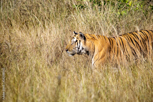 Amazing closeup of a beautiful wild tiger