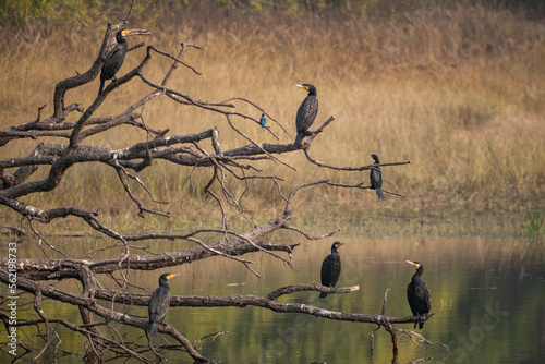 Amazing close-up of a flock of wild Indian cormorants photo