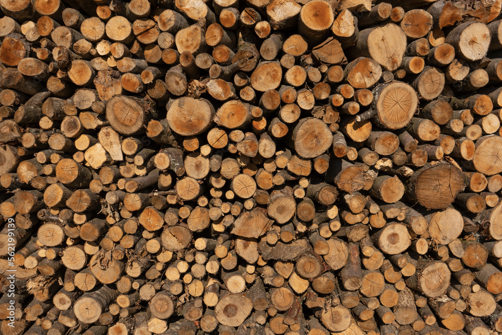 Tree trunks as a background. Tree trunks as a background.