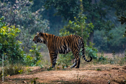 Amazing closeup of a beautiful wild tiger