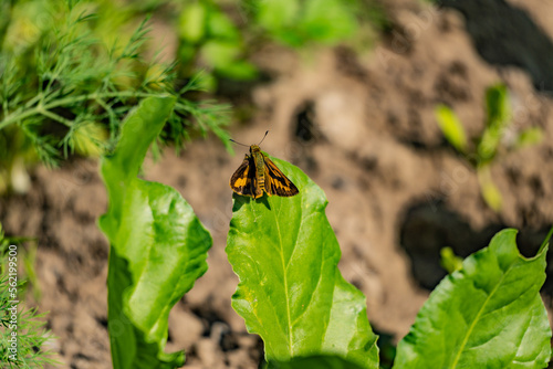 A close up of a wonderful oriens gola butterfly photo