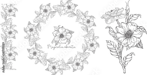 Black and white. White magnolia. Vector illustration. Botanical illustration. Flower Wreath