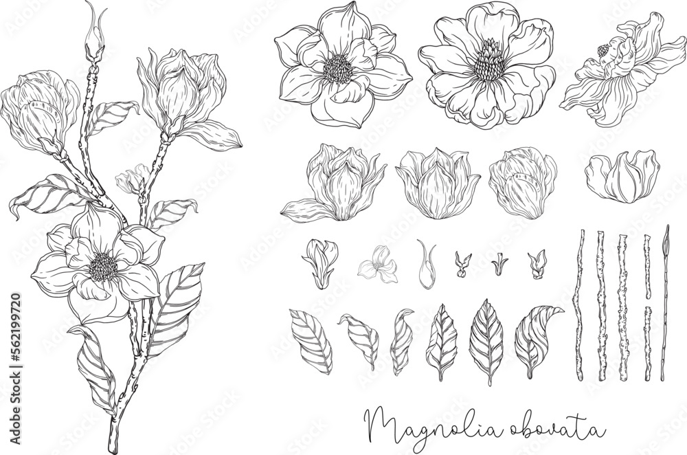 Black and white graphics. White magnolia. Vector illustration. Botanical illustration.