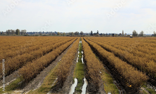 Blueberry farm in a hazy autumn afternoon