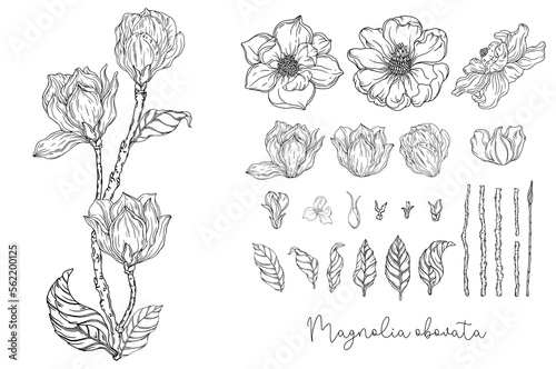 Black and white. White magnolia. Vector illustration. Botanical illustration. Flower Wreath