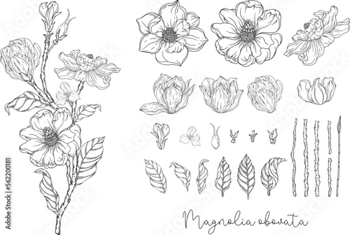 Fototapeta Naklejka Na Ścianę i Meble -  Black and white. White magnolia. Vector illustration. Botanical illustration. Flower Wreath
