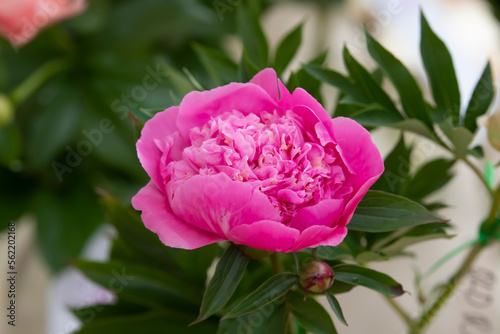 Close-up on a blooming peony in the park in summer