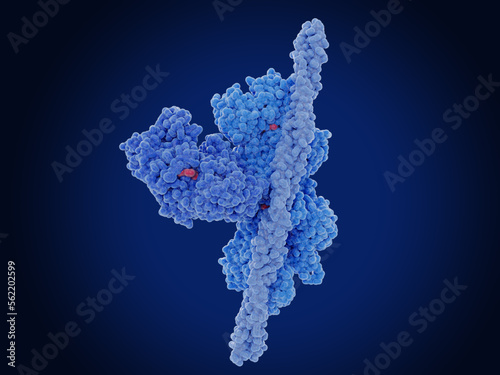 The human cardiac actin-tropomyosin-myosin complex  with ADP-Mg2+ photo
