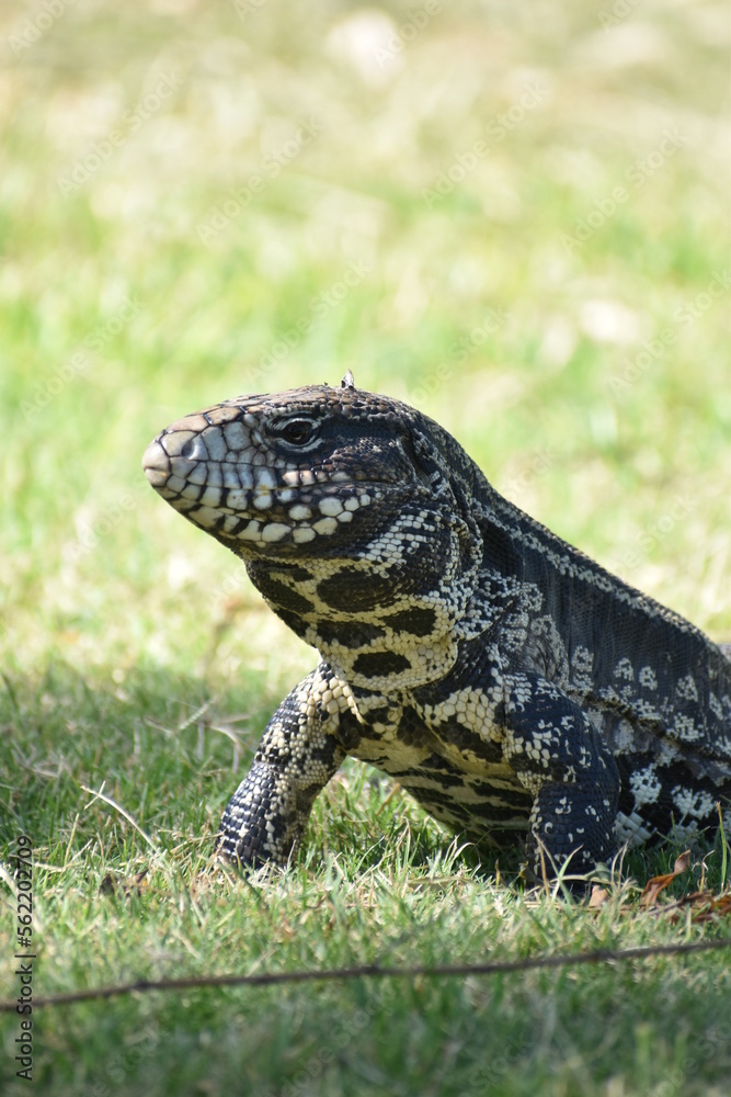 Fototapeta premium overo lizard, iguana