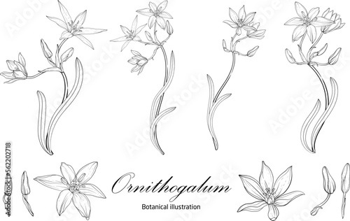 Botanical illustration, flower compositions. Botanica. Black and white