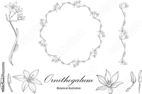 Botanical illustration, flower compositions, flower wreaths. Black and White Graphics © krecunat