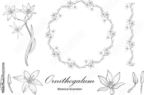 Botanical illustration  flower compositions  flower wreaths. Black and White Graphics