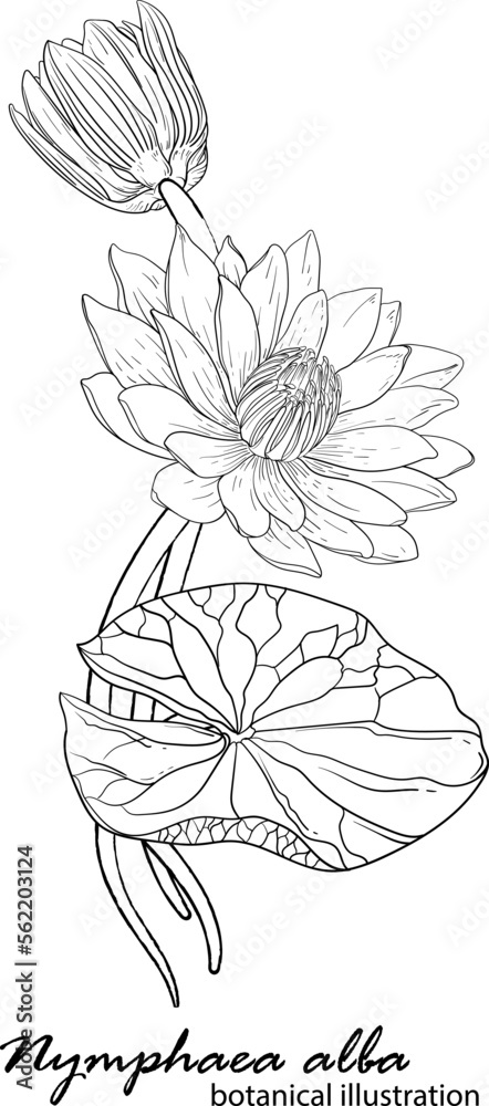 White lily, floral arrangement. botanical illustration. Lily White lily, floral arrangement. botanical illustration. Lily