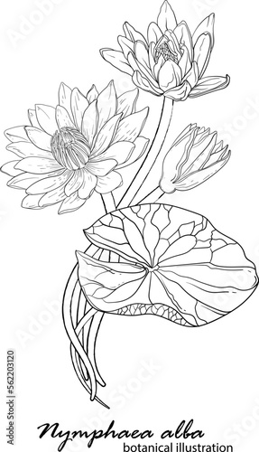 White lily, floral arrangement. botanical illustration. Lily