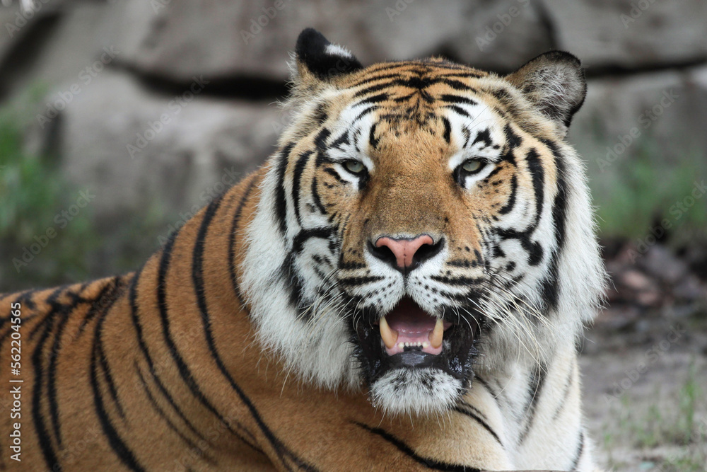orange black striped tiger portrait