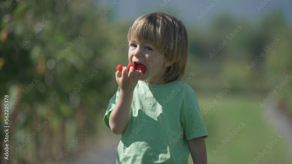 Little child eating raspberries from the fingers Little child eating raspberries from the fingers