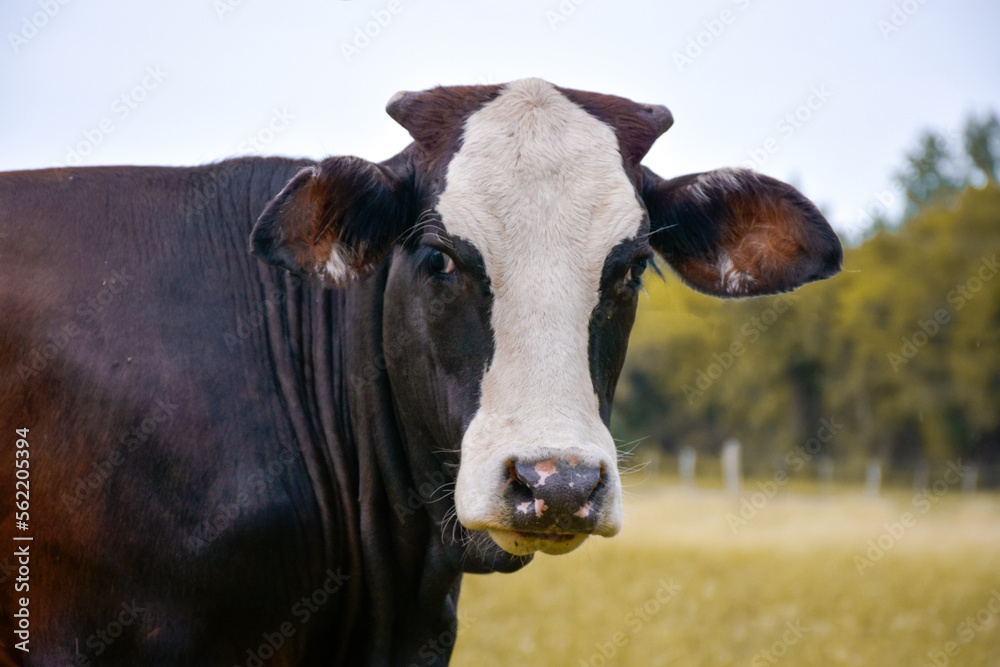 black and white cow face and head from close up in nature, green field