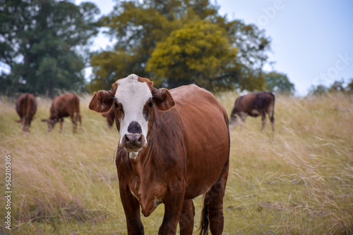 Argentinian beef cattle, brown cow in the foreground and more cows grazing behind in green field landscape © SOPhI