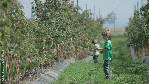 Kids pick the raspberries from the branches
