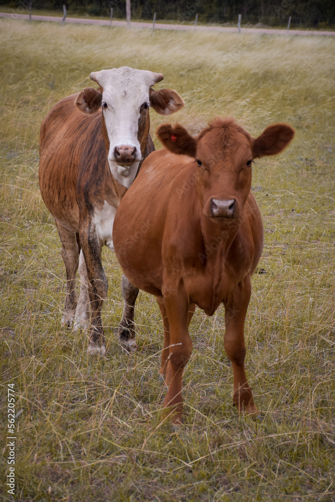 two brown cows with white standing facing forward looking. Vertical photo of field cattle. two brown cows with white standing facing forward looking. Vertical photo of field cattle.