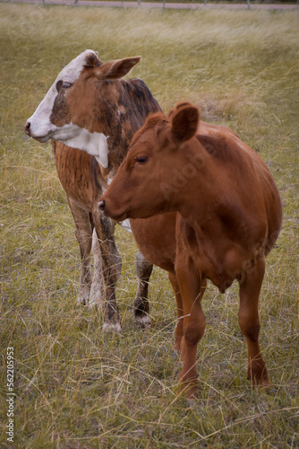 two brown and white cows standing in front showing their profile. Vertical photo of field cattle.