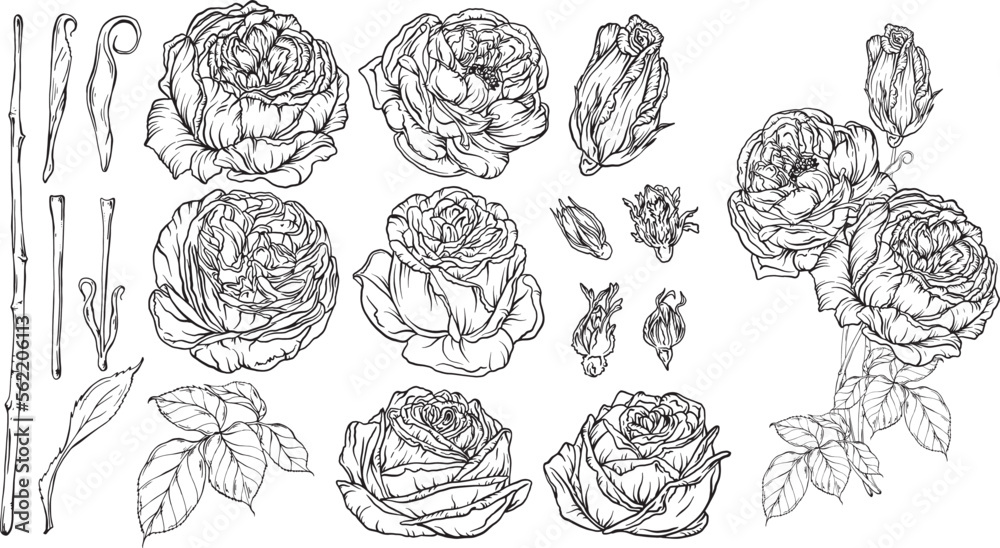 Hand-drawn floral set, a collection of roses Hand-drawn floral set, a collection of roses