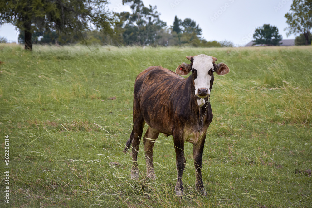 small and brown cow in the green field, Argentine livestock
