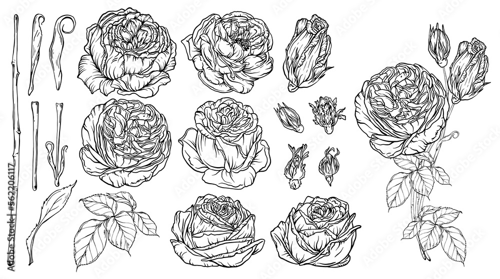 Hand-drawn floral set, a collection of roses