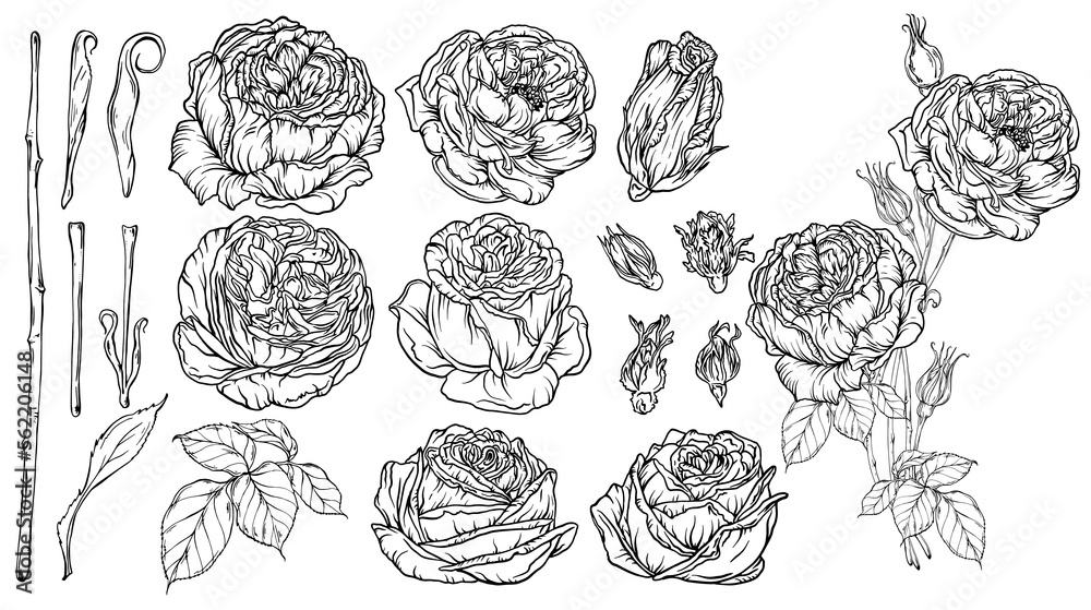 Hand-drawn floral set, a collection of roses Hand-drawn floral set, a collection of roses