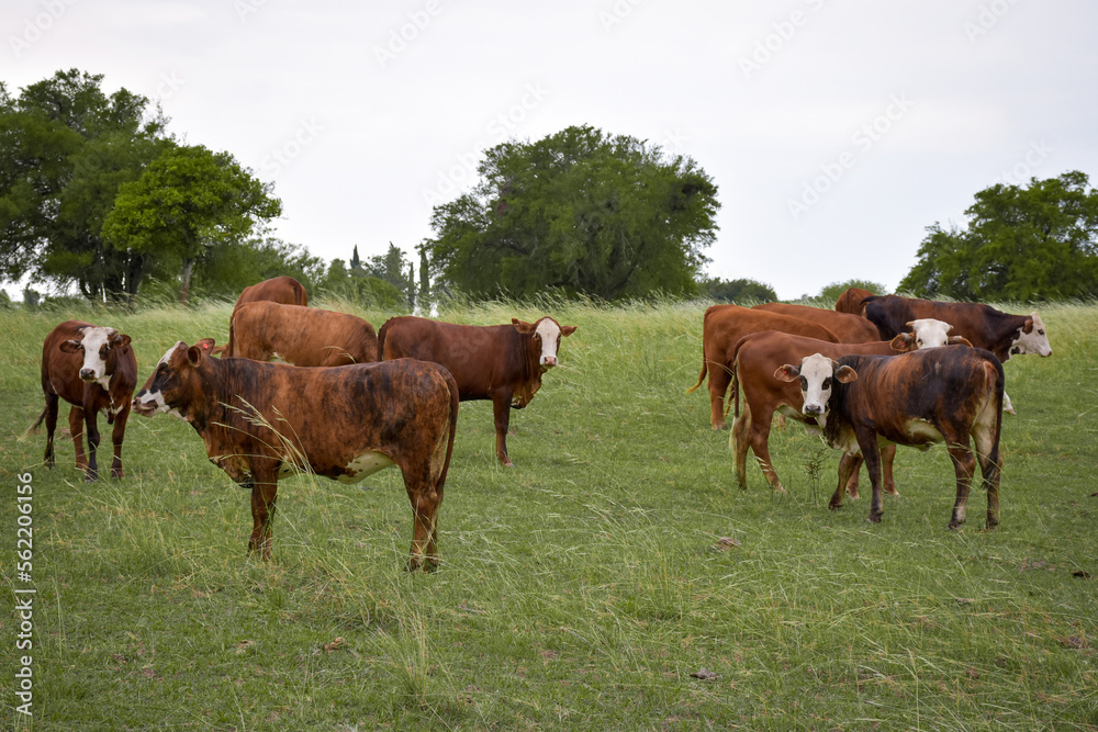 Argentinian beef cattle, brown cow in the foreground and more cows grazing behind in green field landscape Argentinian beef cattle, brown cow in the foreground and more cows grazing behind in green field landscape