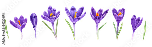 Set of hand drawn purple crocus flower. Watercolor illustration isolated. Spring crocuses flowers drawing. Background. Hand-painted floral. Can be used as a print on invitation, cards, banner, poster.