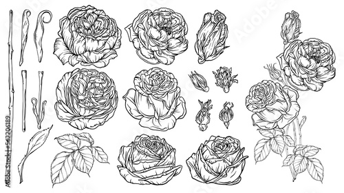Hand-drawn floral set, a collection of roses