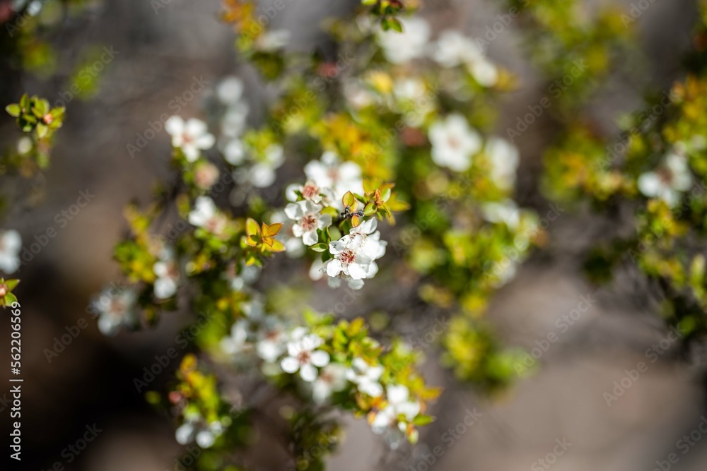 Trees and shrubs in the Australian bush forest. Gumtrees and native plants growing in Australia Trees and shrubs in the Australian bush forest. Gumtrees and native plants growing in Australia