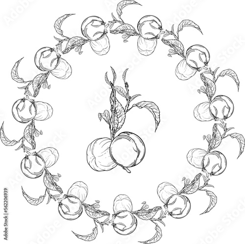 Vector black and white isolated wreath with fruit. Peach. Wreath. Twig.