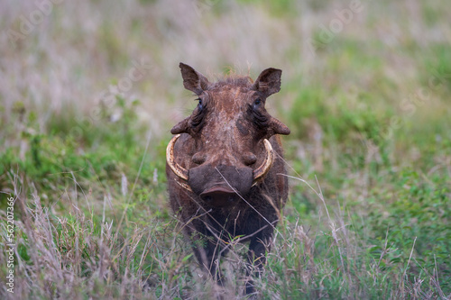 cute and at the same time wild looking warthog in Africa