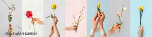 Set of female hands with beautiful flowers on light background