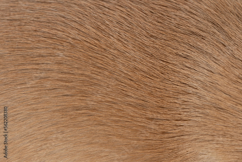 Brown wavy animal hair background