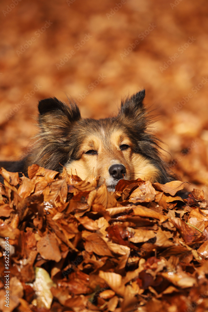 Fototapeta premium Myrtille 