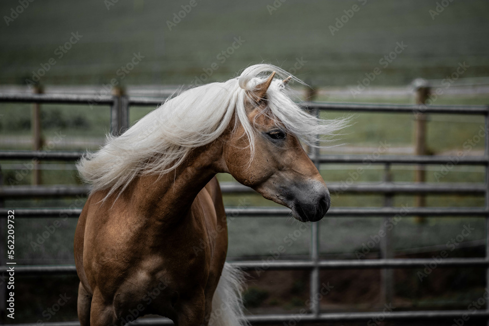 Obraz premium Beautiful chestnut horse with white mane on farm field