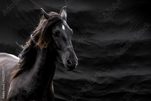 Beauitful stallion horse against black background © Pippa