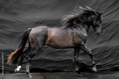 Beauitful stallion horse against black background