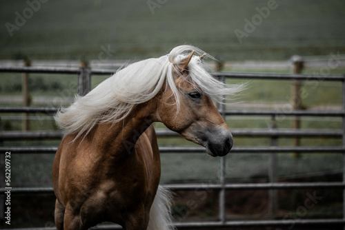 Beautiful chestnut horse with white mane on farm field